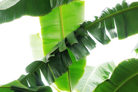 Banana leaves on tree in farm at sky.の写真素材