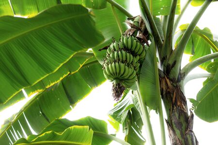 Banana of raw on tree in farm at sky.の写真素材