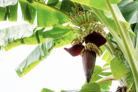 Bananas growing on tree with the sky.の写真素材
