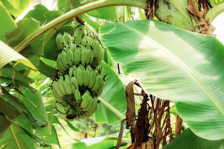 Bananas on tree with the sunlight in farm.の写真素材