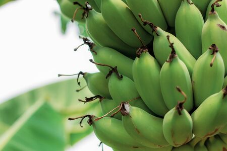 Bananas on tree with texture at the sky.の写真素材