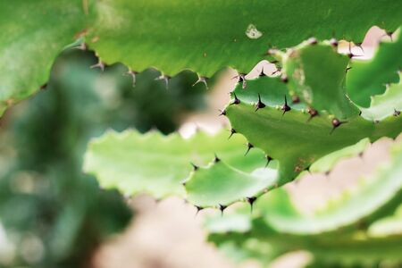 Cactus of spike in the garden.の写真素材