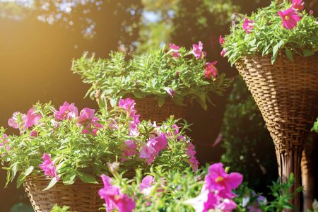 Flower on potted with colorful in garden at sunlight.の写真素材
