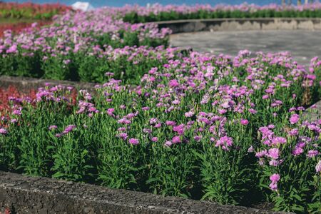 Flower on plot with colorful in garden.の写真素材
