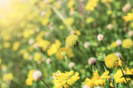 Head flower of yellow with sunlight in summer.の写真素材