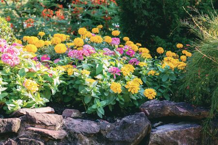 Marigold and many flower with decorated in garden.の写真素材