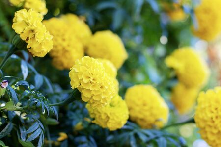 Marigold with beautiful in the garden at sunlight.の写真素材