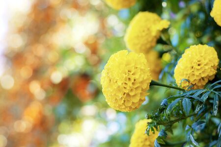 Marigold with colorful in the garden at sunlight.の写真素材