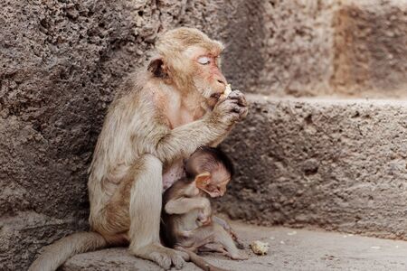 Monkey and baby are eating food on brick in a zoo.の写真素材