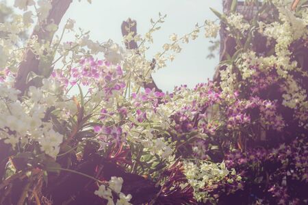 Purple orchid in summer at sunlight.の写真素材