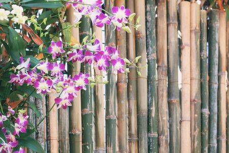 Purple orchid with beautiful on bamboo wooden background.の写真素材