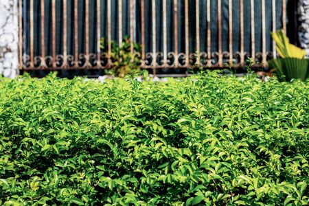 Ornamental plant and fence of steel in the garden.の写真素材