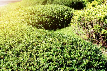 Ornamental plant of decorated in the garden.の写真素材