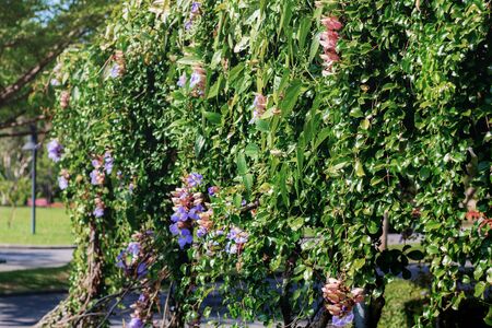 Ornamental plant on fence in the garden.の写真素材
