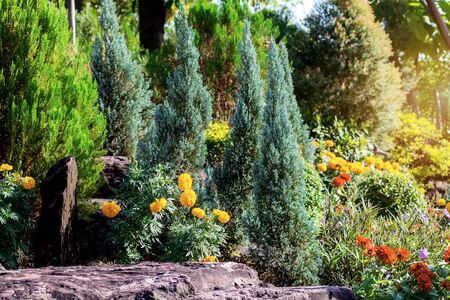 Pine tree and ornamental in the garden at sunlight.の写真素材