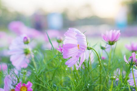 Pink cosmos with beautiful in the winter.の写真素材