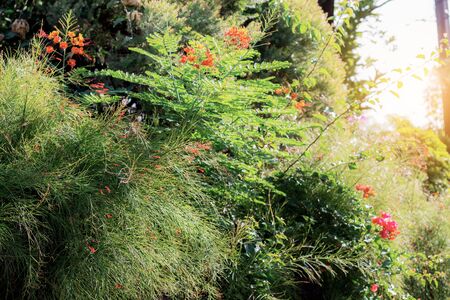 Plants and tree in garden with the sunlight.の写真素材