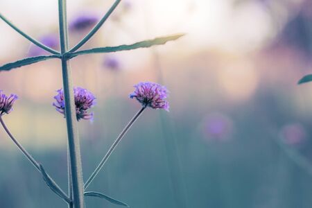 Purple flowers in garden with the sky.