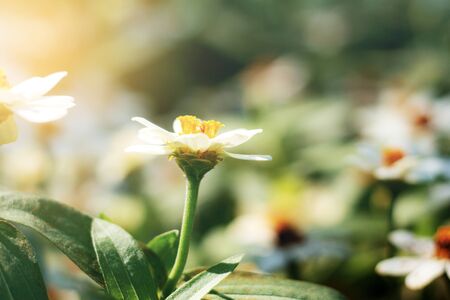 White zinnia in the garden with sunlight.の写真素材