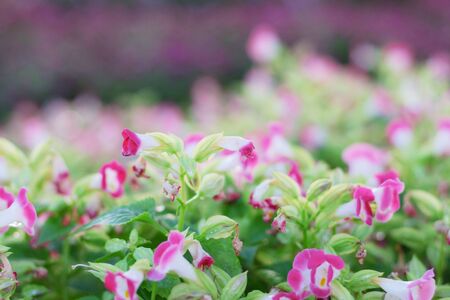 wishbone of flower with beautiful in garden.の写真素材