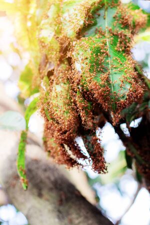 Ants nest on trees in the forest.の写真素材