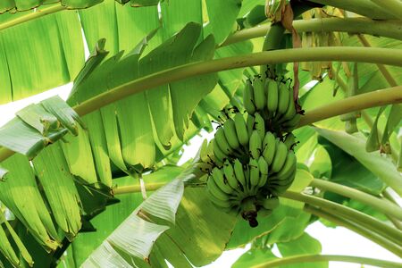 Bananas and leaves on tree at the sky.の写真素材