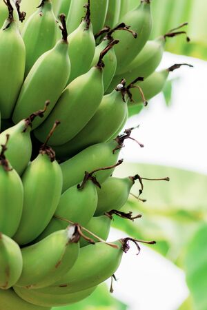 Bananas of raw on tree in farm at sunlight.の写真素材