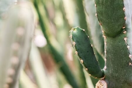 Cactus with sunlight in the summer.の写真素材