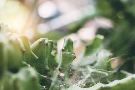 Cactus with sunlight in the tropical.の写真素材