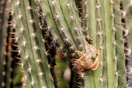 Cactus with sharp and dangerous of thorns.の写真素材