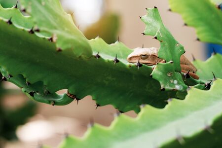 Cactus with sunlight in the garden.の写真素材