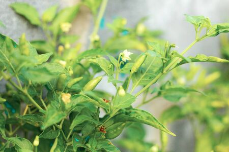 Green chilly are growing on the farm.の写真素材
