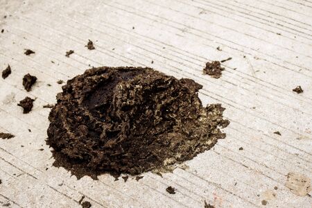 Cow dung on a concrete road in the countryside.の写真素材