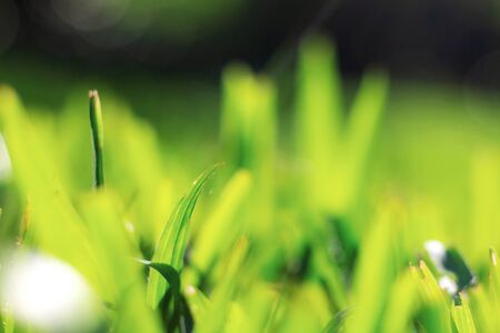 Grass of leaves with blur in garden.の写真素材