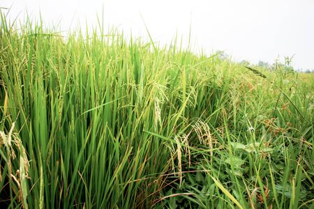Growing rice on a  field in the countryside.の写真素材