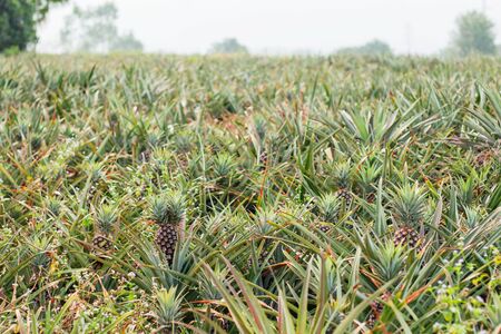 Pineapple farm in the countryside of Thailand.の写真素材