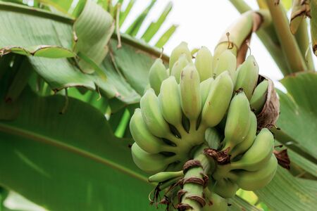 Raw bananas on tree with the sunlight in farm.の写真素材