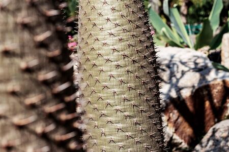 Thorn tree with sunlight in the garden.の写真素材