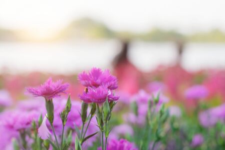 The beauty of pink flower with nature in garden.の写真素材