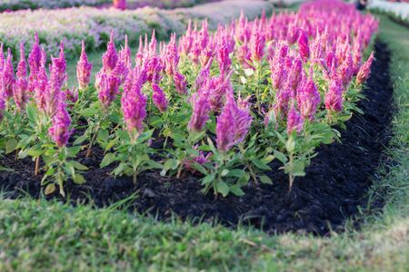 Planting flowers in garden with the freshness of nature.の写真素材