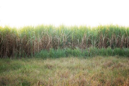 Sugarcane plantation and meadow with the sunlight.の写真素材