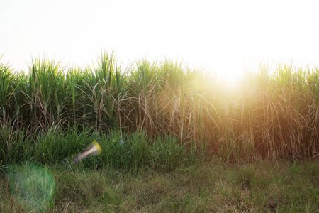 Sugarcane plantation with the sunset at sky.の写真素材
