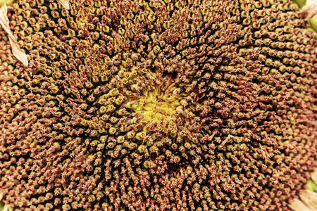 Sunflower seeds with detailed of surface background.の写真素材
