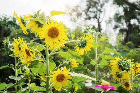 Sunflowers with the beautiful in a fields.の写真素材