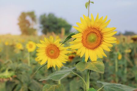 Sunflowers on countryside in the summer.の写真素材