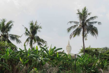 bananas and coconuts tree in a field of Buddha background.の写真素材