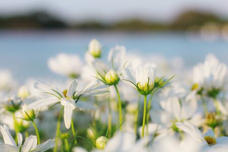 White flowers with refreshing of nature.の写真素材