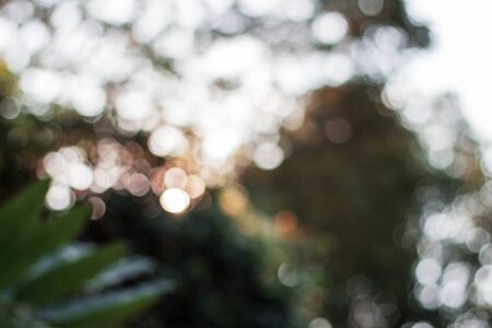 Bokeh from the sunlight in the garden.の写真素材