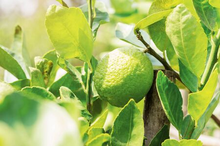 Lemon on the plantation with daylight.の写真素材