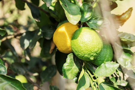 Lemon on tree with the sunlight at daytime.の写真素材